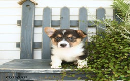 Welsh Corgi Pembroke dogs for sale: Jade - Image 3