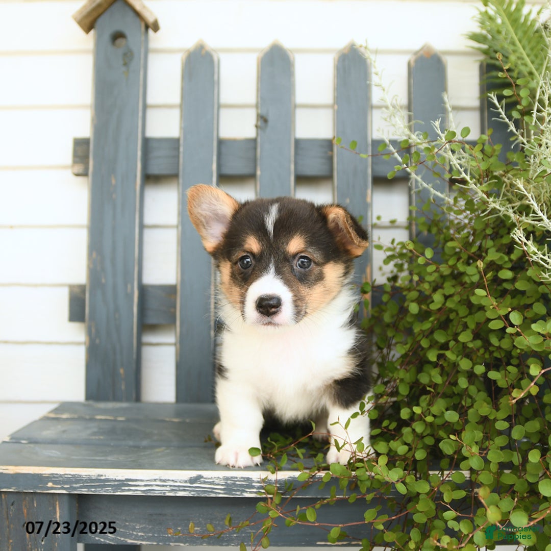 Welsh Corgi Pembroke dogs for sale: Jade - Image 3
