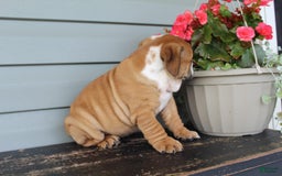 English Bulldog dogs for sale: River - Image 2