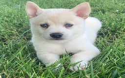 Alaskan Klee Kai dogs for sale: Handsome Boy Liam - Image 2