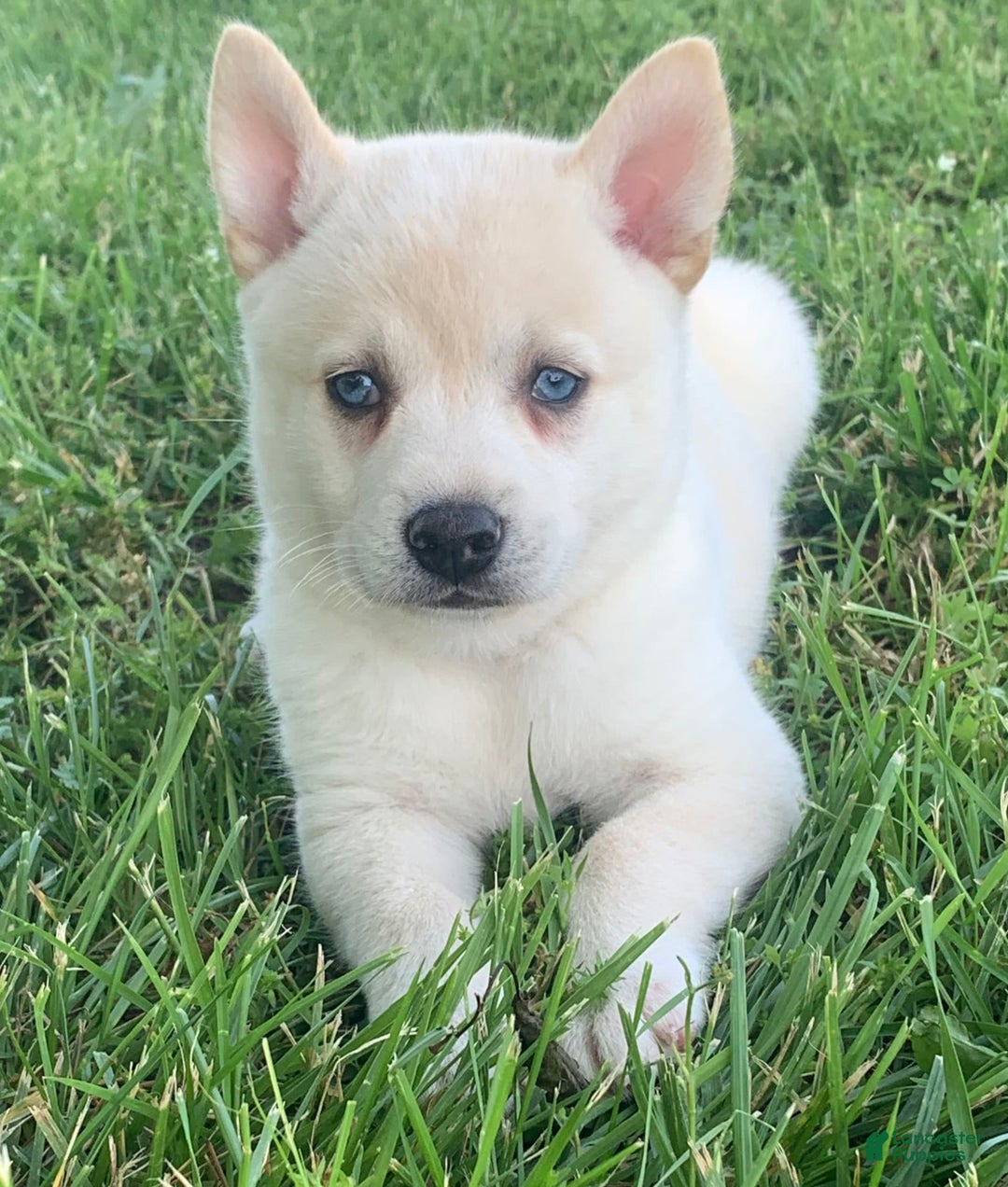 Alaskan Klee Kai dogs for sale: Handsome Boy Liam - Image 2