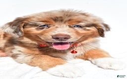 Miniature Australian Shepherd dogs for sale: Miniature Australian Shepherd 7 puppies - Image 28