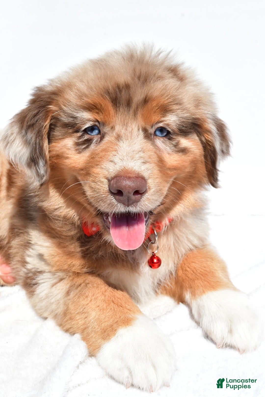 Miniature Australian Shepherd dogs for sale: Miniature Australian Shepherd 7 puppies - Image 28