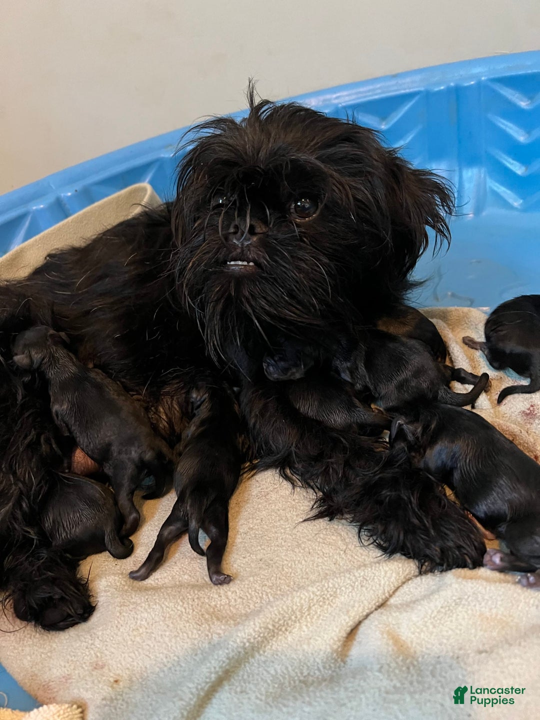 Brussels Griffon dogs for sale: Gilbert - Image 7