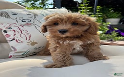 Cavapoo dogs for sale: Cavapoo 2 puppies - Image 3