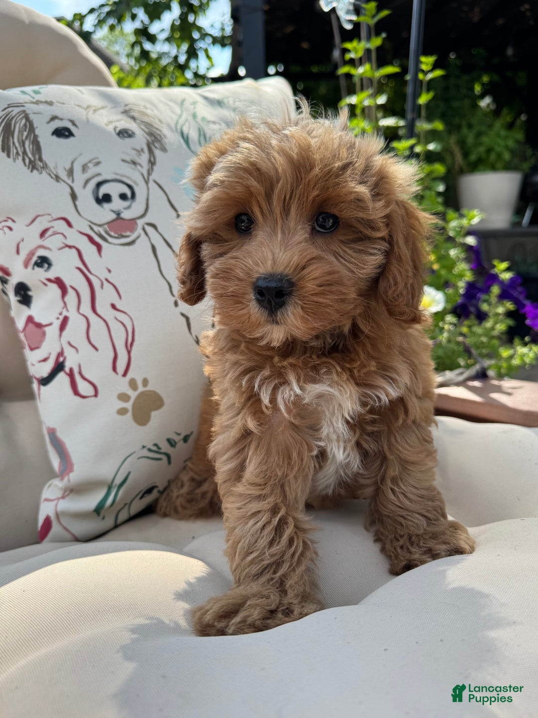 Cavapoo dogs for sale: Cavapoo 2 puppies - Image 3