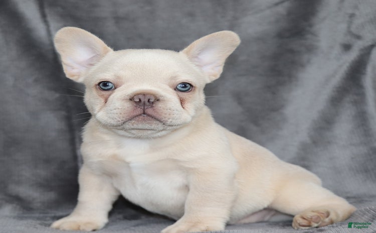 French Bulldog dogs for sale - Ad 2