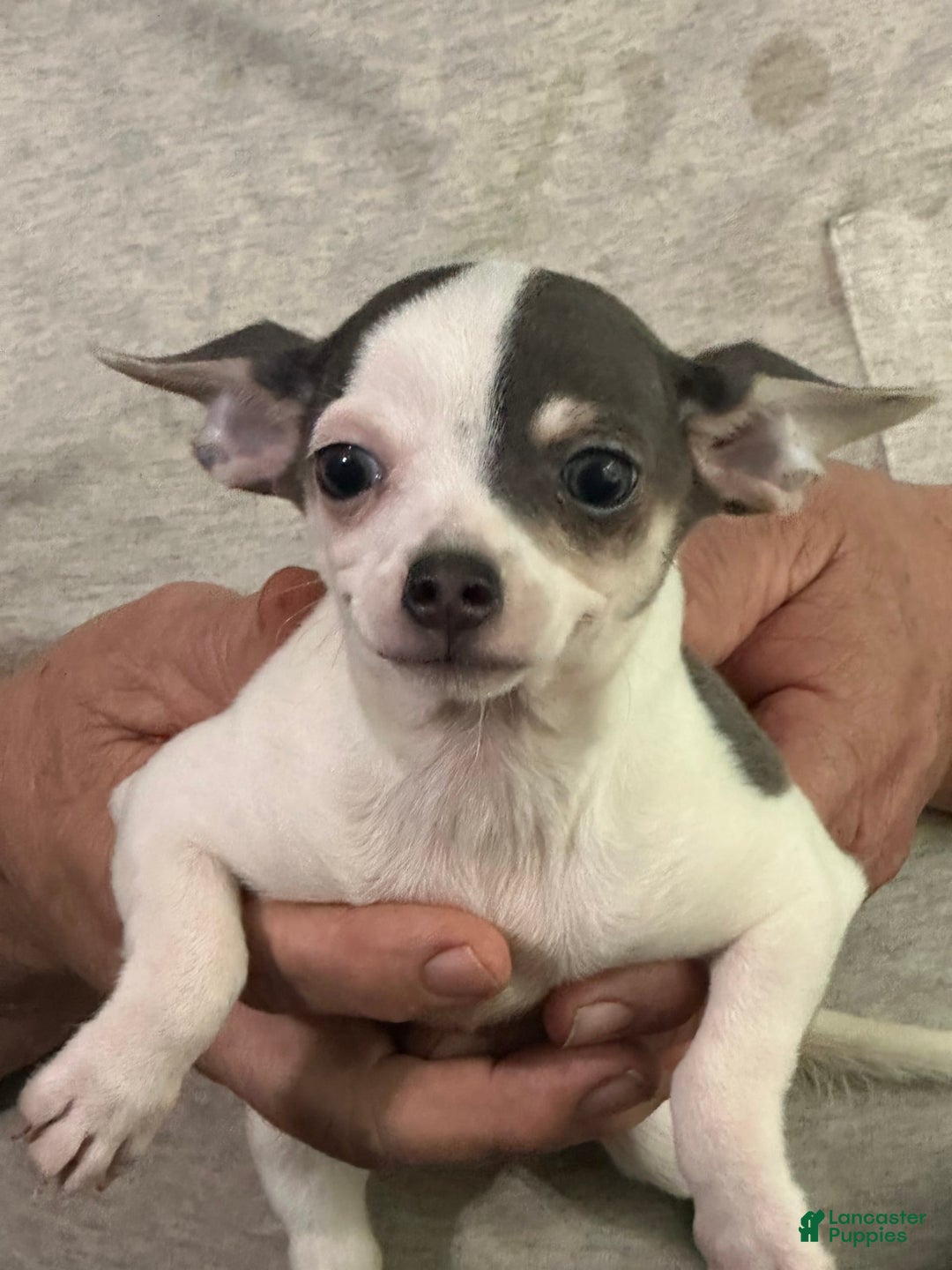 Chihuahua dogs for sale: Lefty - Image 3