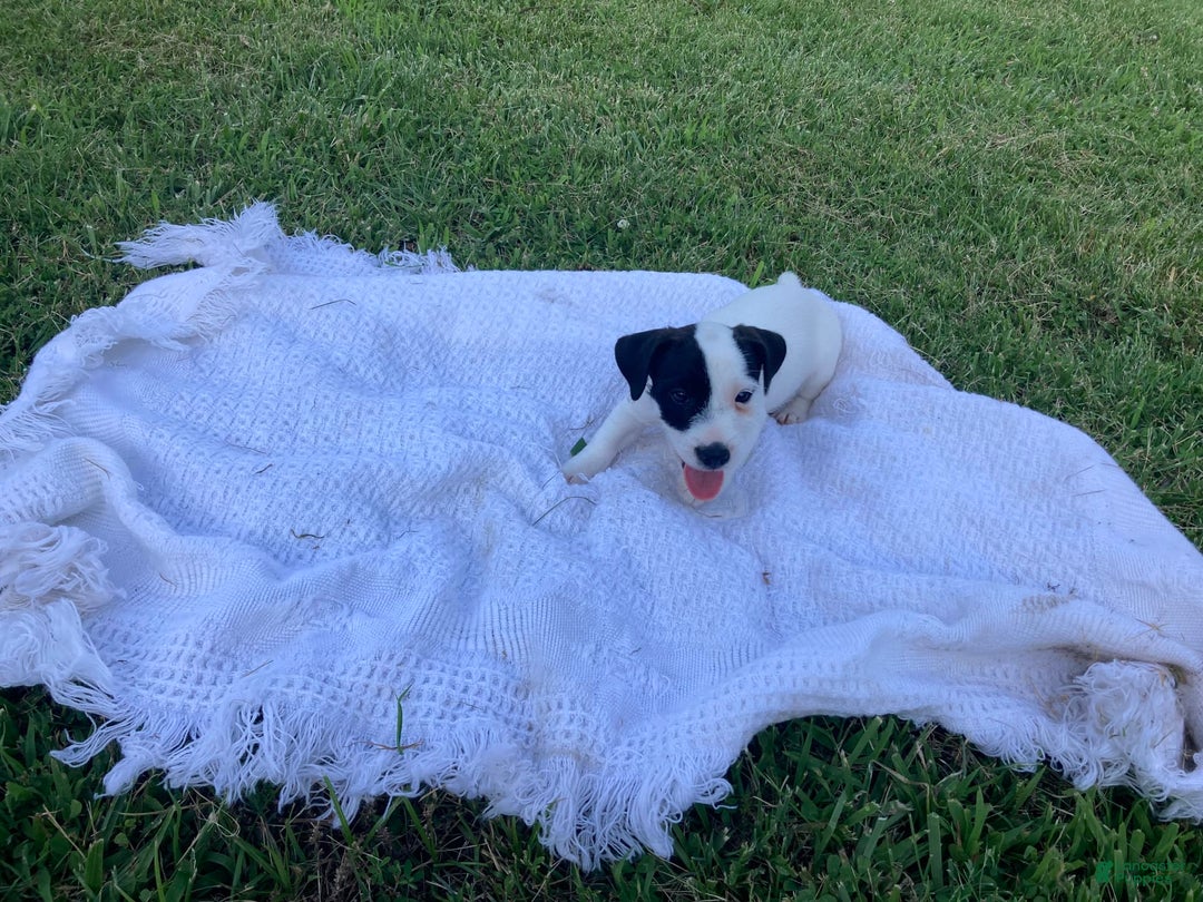 Jack Russell Terrier dogs for sale: Cedric - Image 4