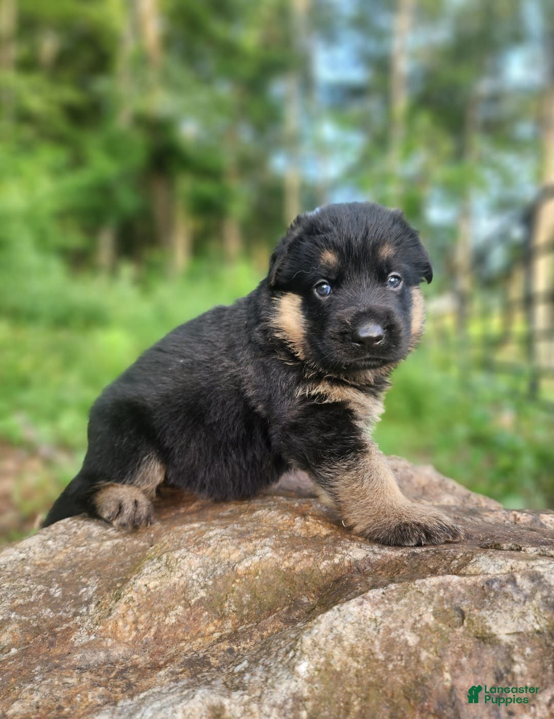 German Shepherd dogs for sale: Kira - Image 6