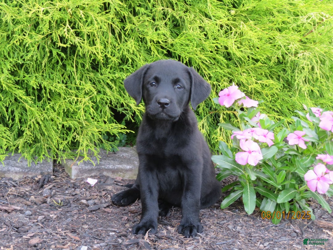 Labrador Retriever dogs for sale: Bella - Image 3