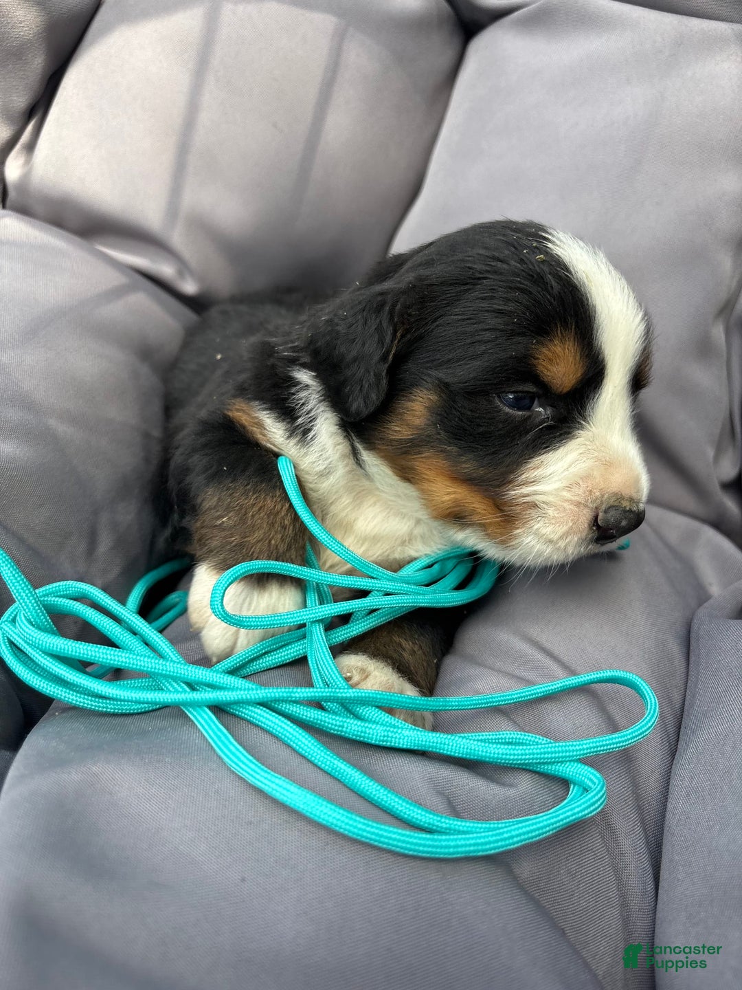 Bernese Mountain Dog dogs for sale: Aqua - Image 3