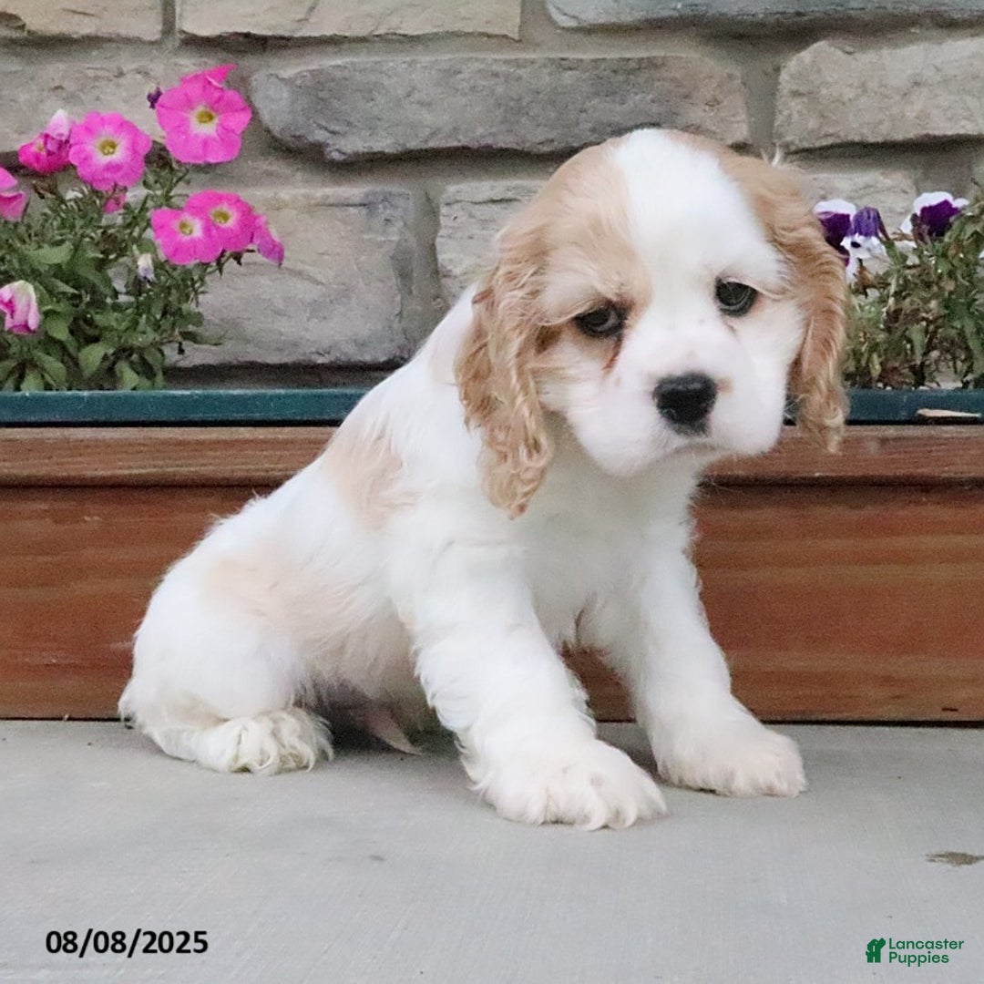 Cocker Spaniel dogs for sale: Oscar - Image 4