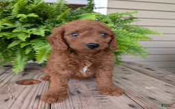 Mini Goldendoodle dogs for sale: Mini -coner - Image 17