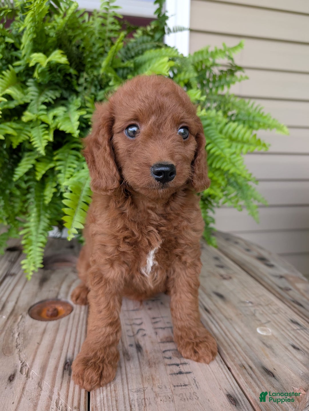 Mini Goldendoodle dogs for sale: Mini -coner - Image 17