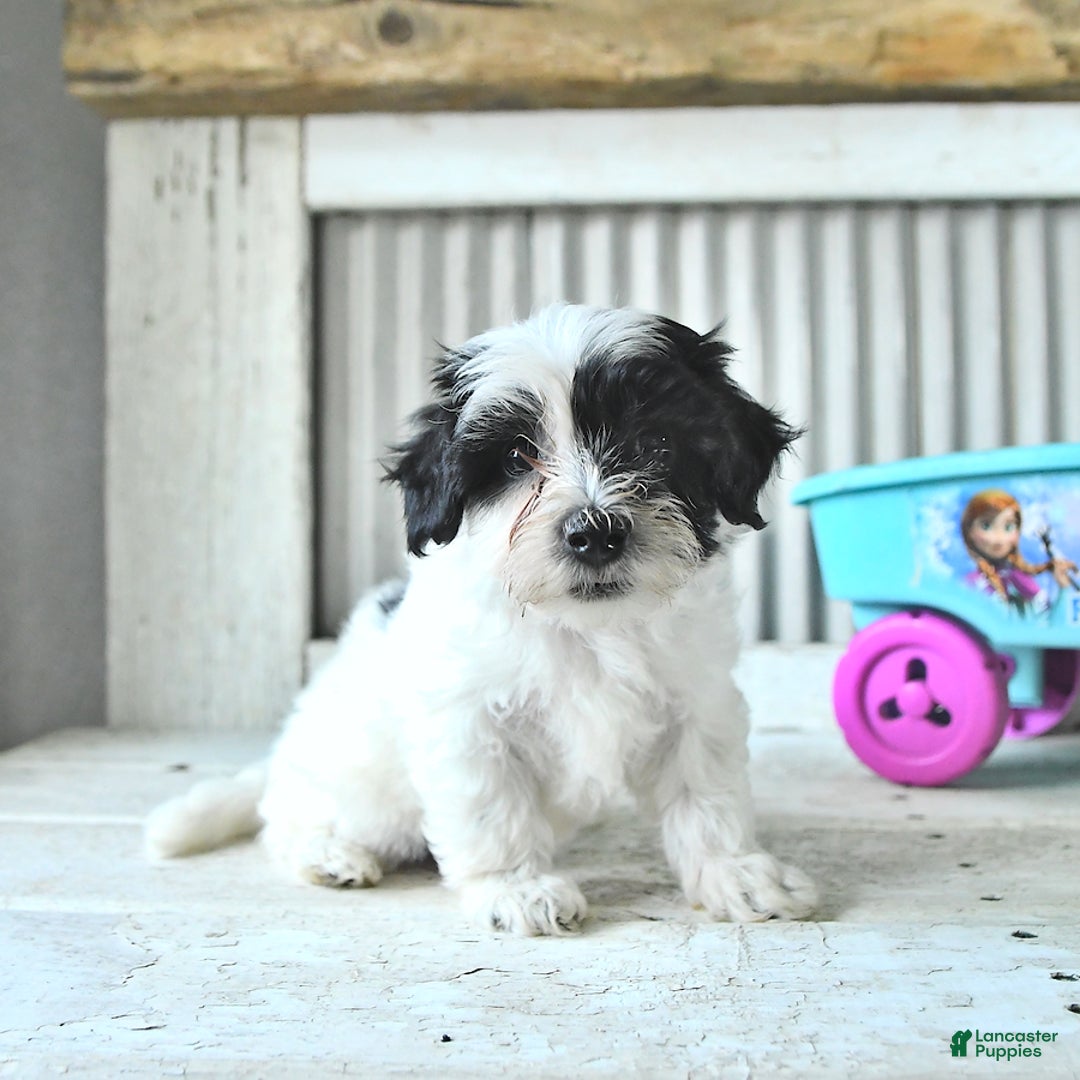Maltipoo dogs for sale: Izzy - Image 1
