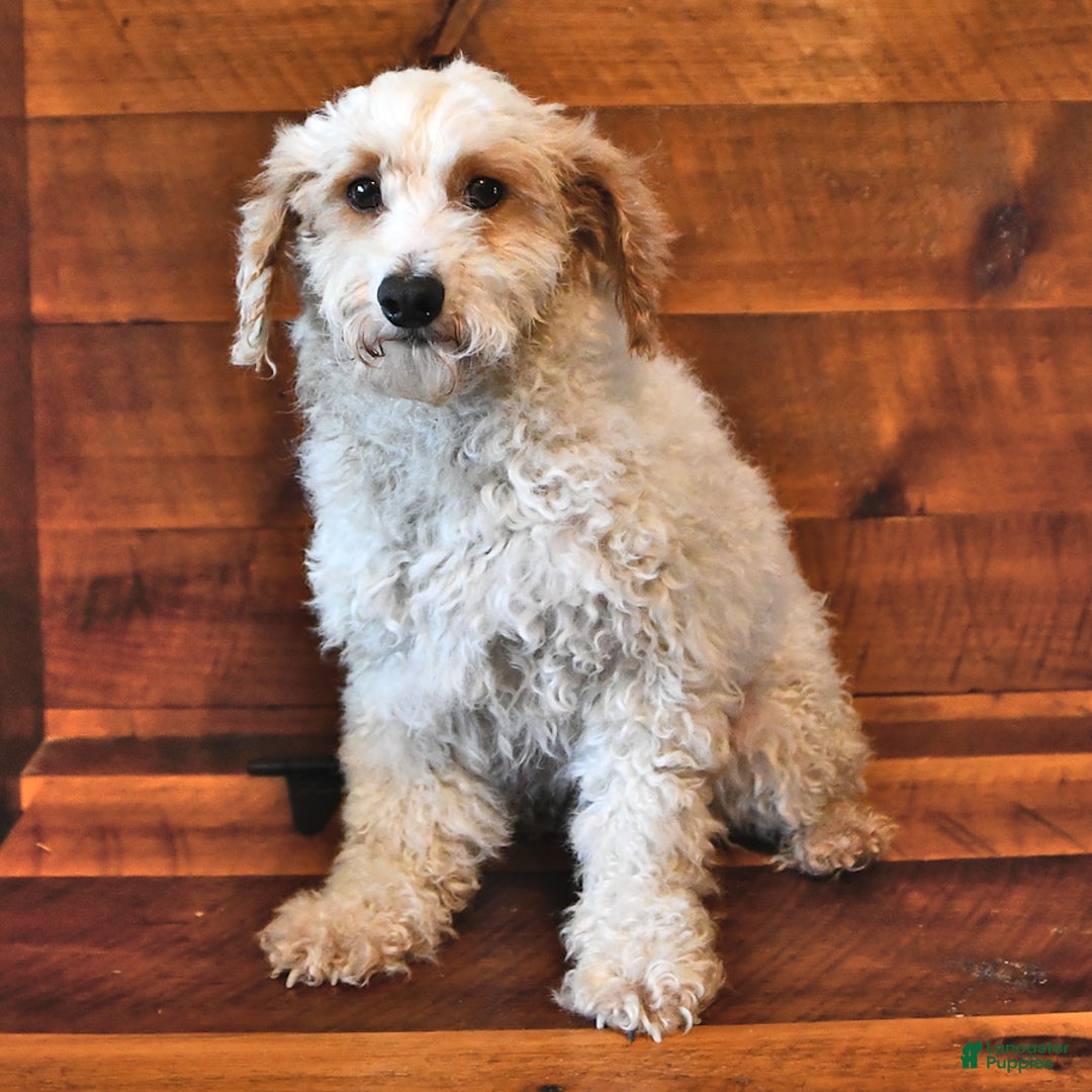Miniature Poodle dogs for sale: Aster - Image 5