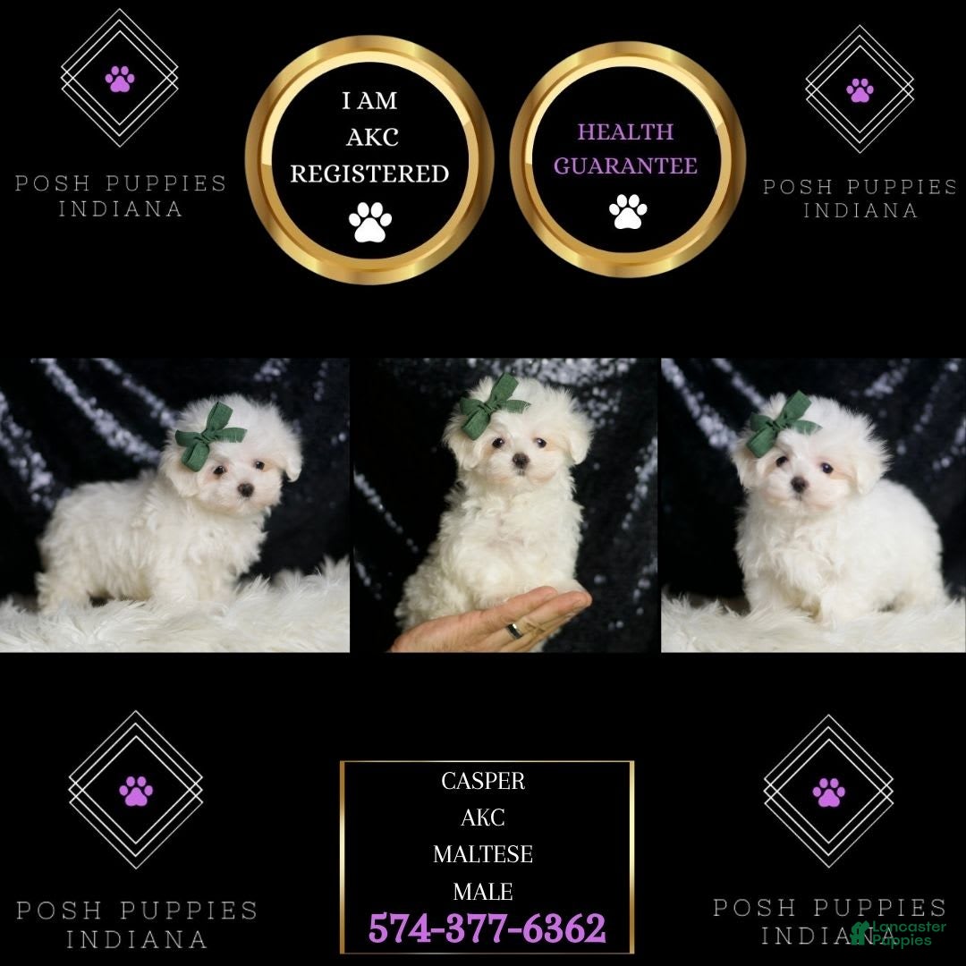 Maltese dogs for sale: Lil Casper - Image 6
