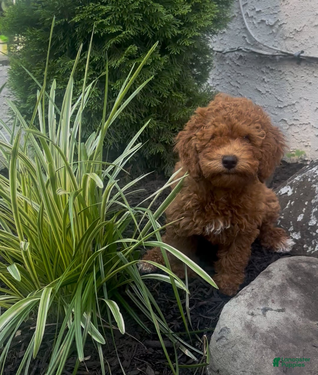 Cockapoo dogs for sale: Cupcake - Image 3