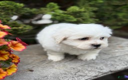 Teddy Bear dogs for sale: Rhyme - Image 9