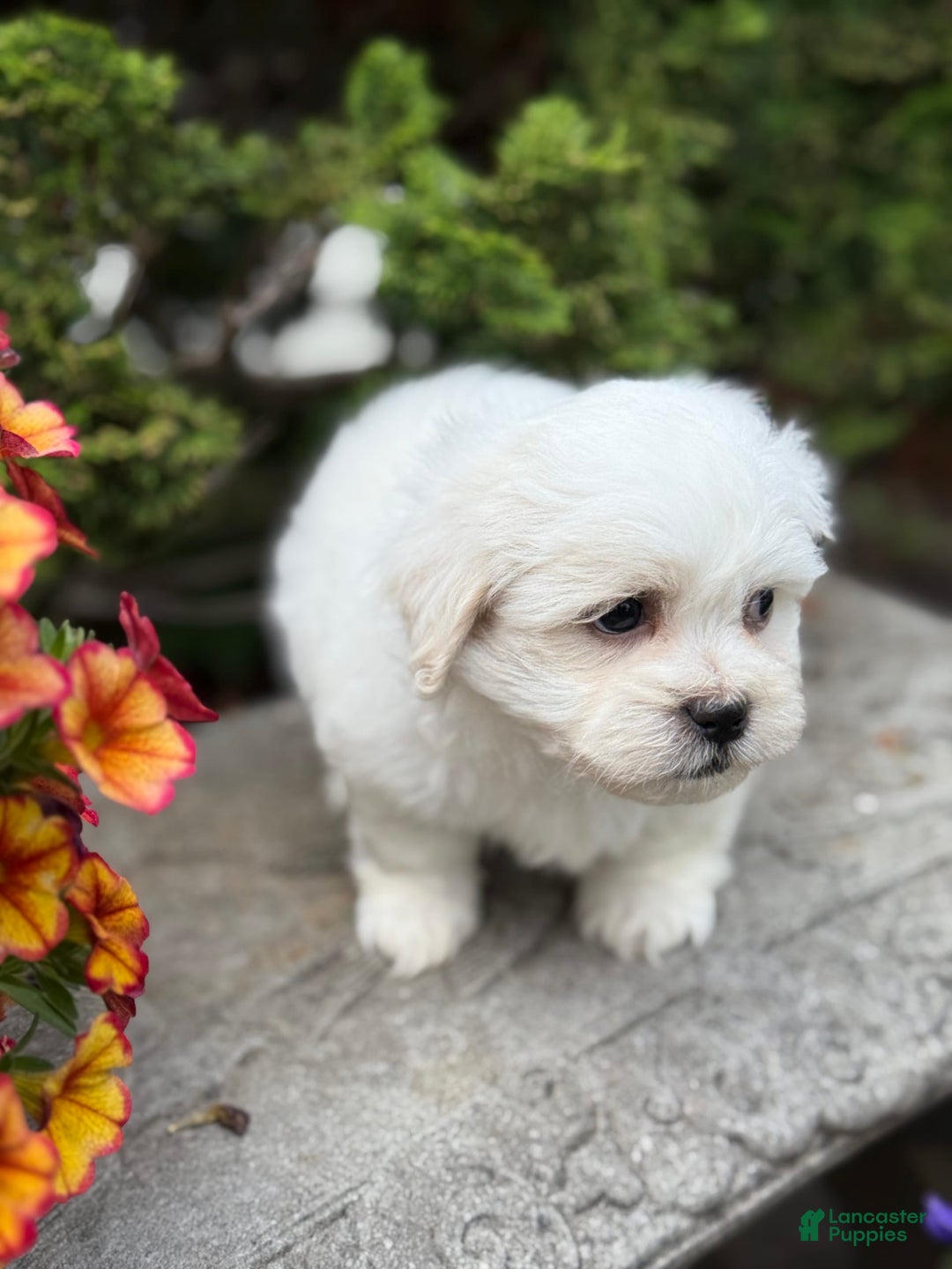 Teddy Bear dogs for sale: Rhyme - Image 9