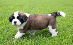 Saint Bernard dogs for sale: Holly - Image 6
