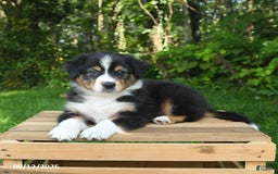 Australian Shepherd dogs for sale: Austin - Image 2
