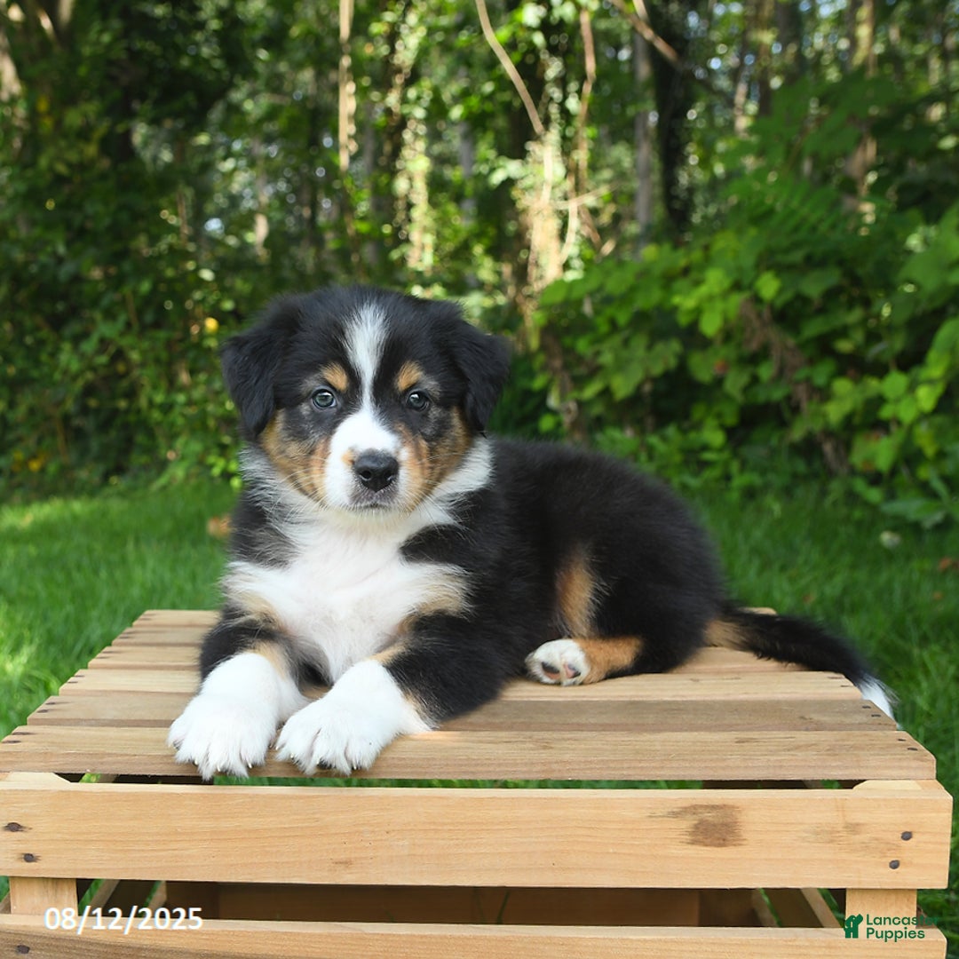 Australian Shepherd dogs for sale: Austin - Image 2
