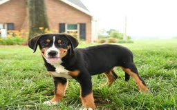 Greater Swiss Mountain Dog dogs for sale: Chip - Image 9