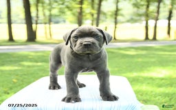 Cane Corso dogs for sale: Sapphire - Image 5
