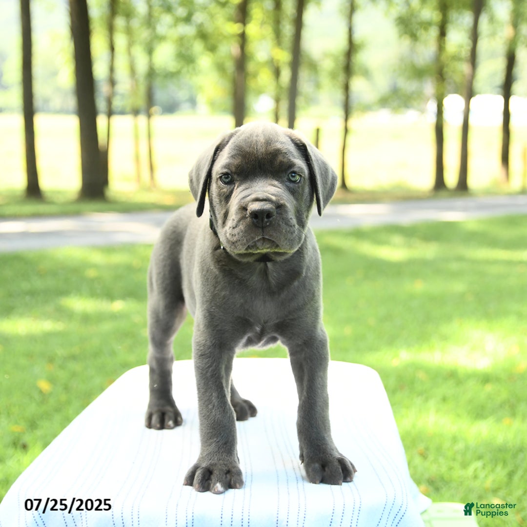Cane Corso dogs for sale: Sapphire - Image 5