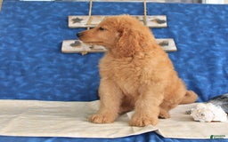 Goldendoodle dogs for sale: Lilac - Image 4