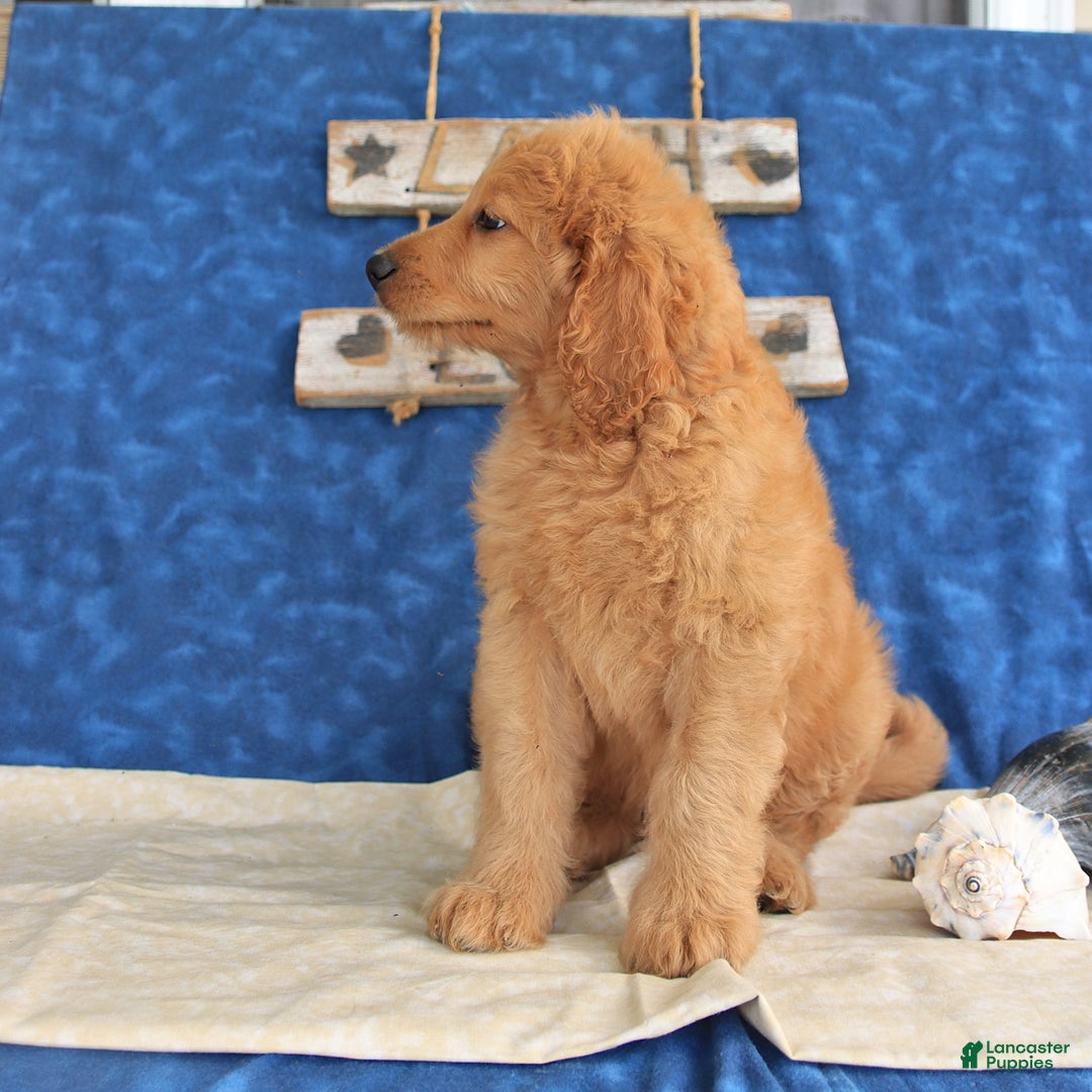 Goldendoodle dogs for sale: Lilac - Image 4