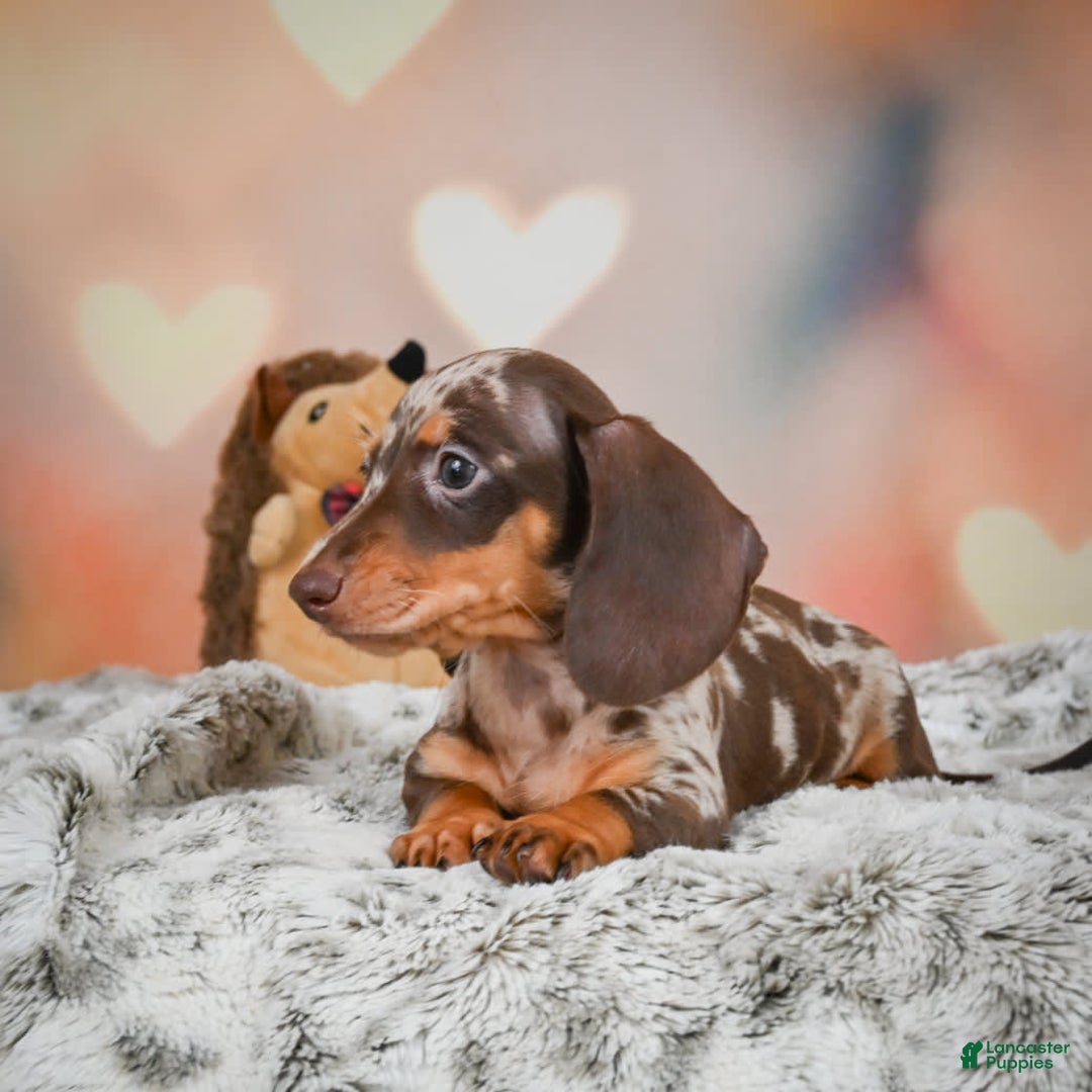 Miniature Dachshund dogs for sale: Butter Cup - Image 8