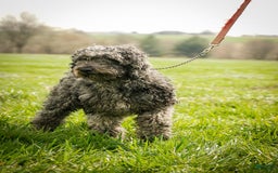 Goldendoodle dogs for sale: Jeneva - Image 15