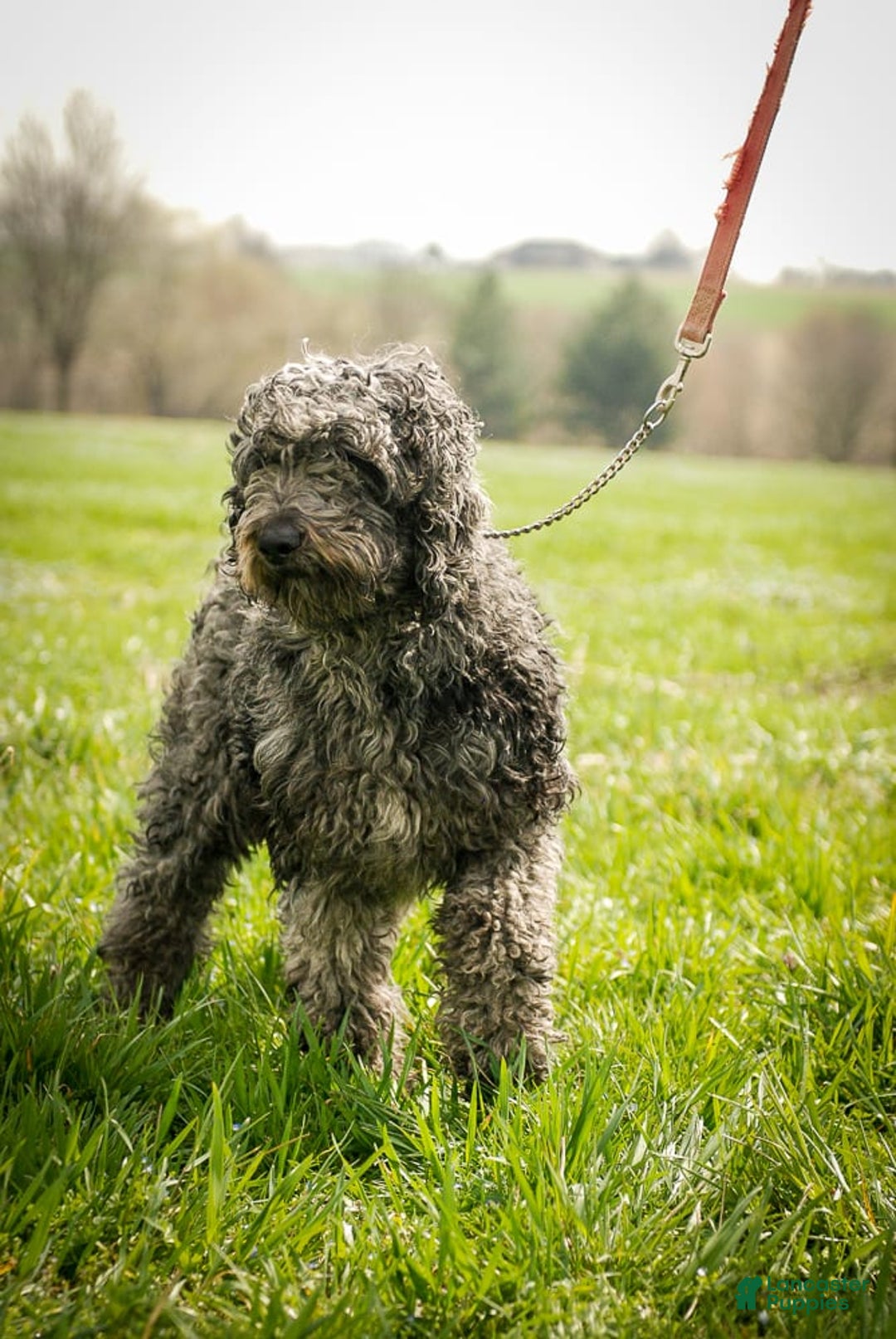 Goldendoodle dogs for sale: Jeneva - Image 15