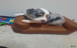 Miniature Australian Shepherd dogs for sale: Puff - Image 2