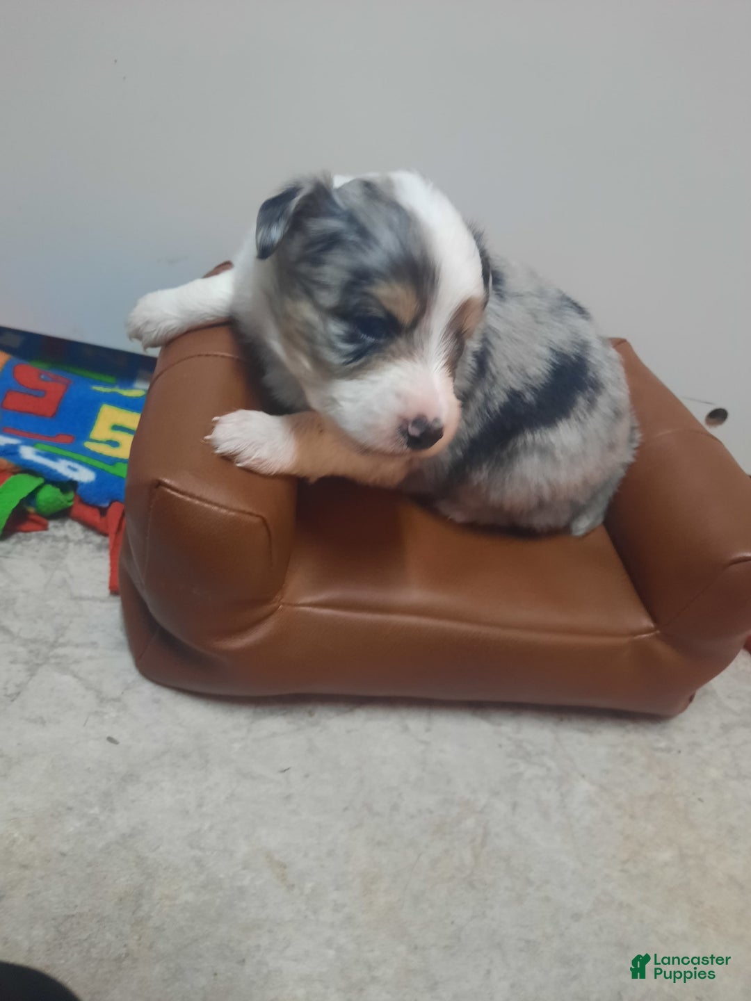 Miniature Australian Shepherd dogs for sale: Puff - Image 2