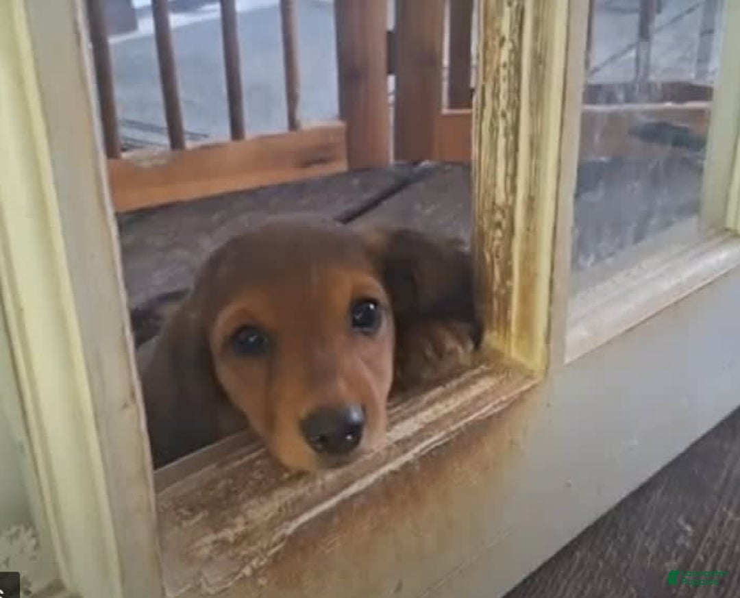 Miniature Dachshund dogs for sale: Ruby - Image 2