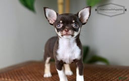 Chihuahua dogs for sale: Akc Tiny Celestia - Image 8