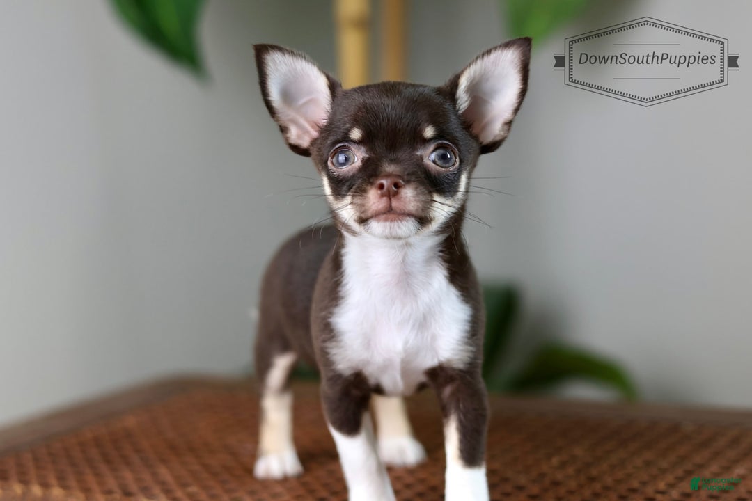 Chihuahua dogs for sale: Akc Tiny Celestia - Image 8