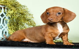 Miniature Dachshund dogs for sale: Diana - Image 4