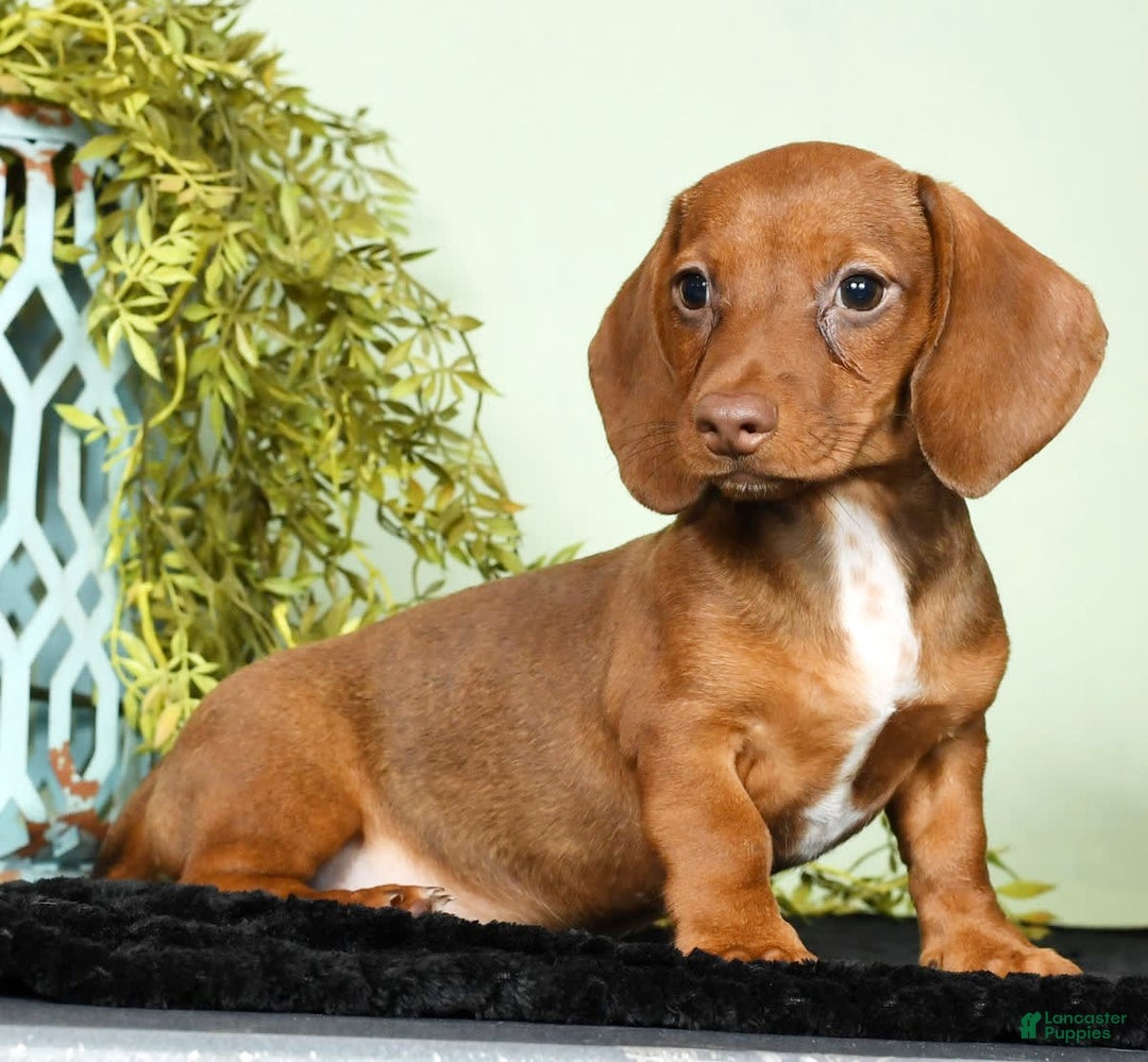 Miniature Dachshund dogs for sale: Diana - Image 4