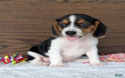 Beagle dogs for sale: Toby - Image 12