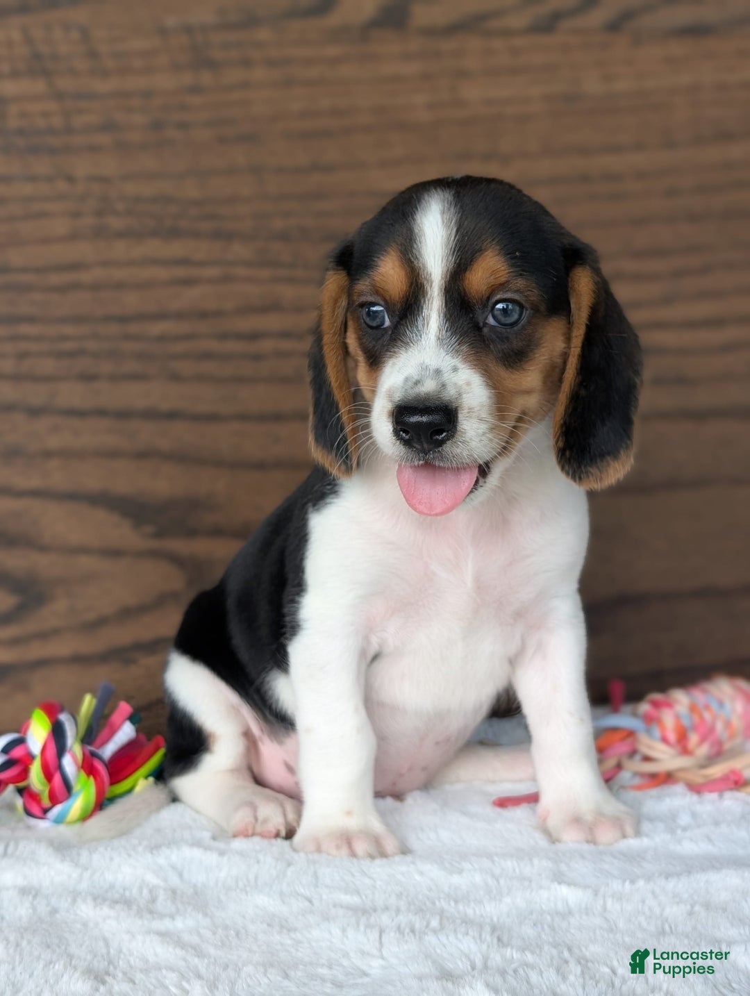 Beagle dogs for sale: Toby - Image 12