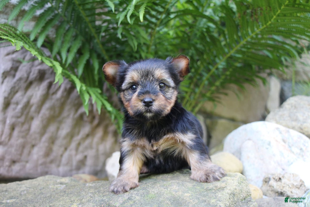 Yorkshire Terrier dogs for sale: Monica - Image 2