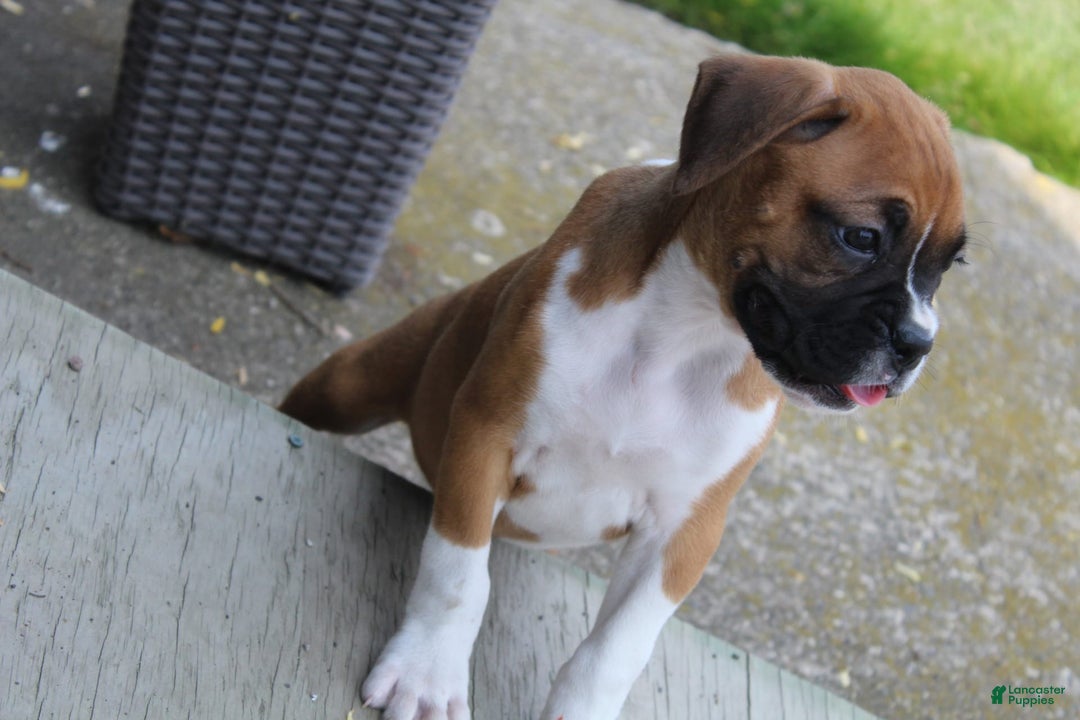 Boxer dogs for sale: Emma - Image 1