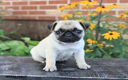 Pug dogs for sale: Bella - Image 1