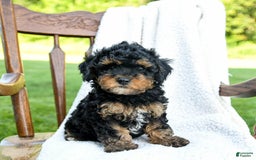Havapoo dogs for sale: Peanut - Image 1