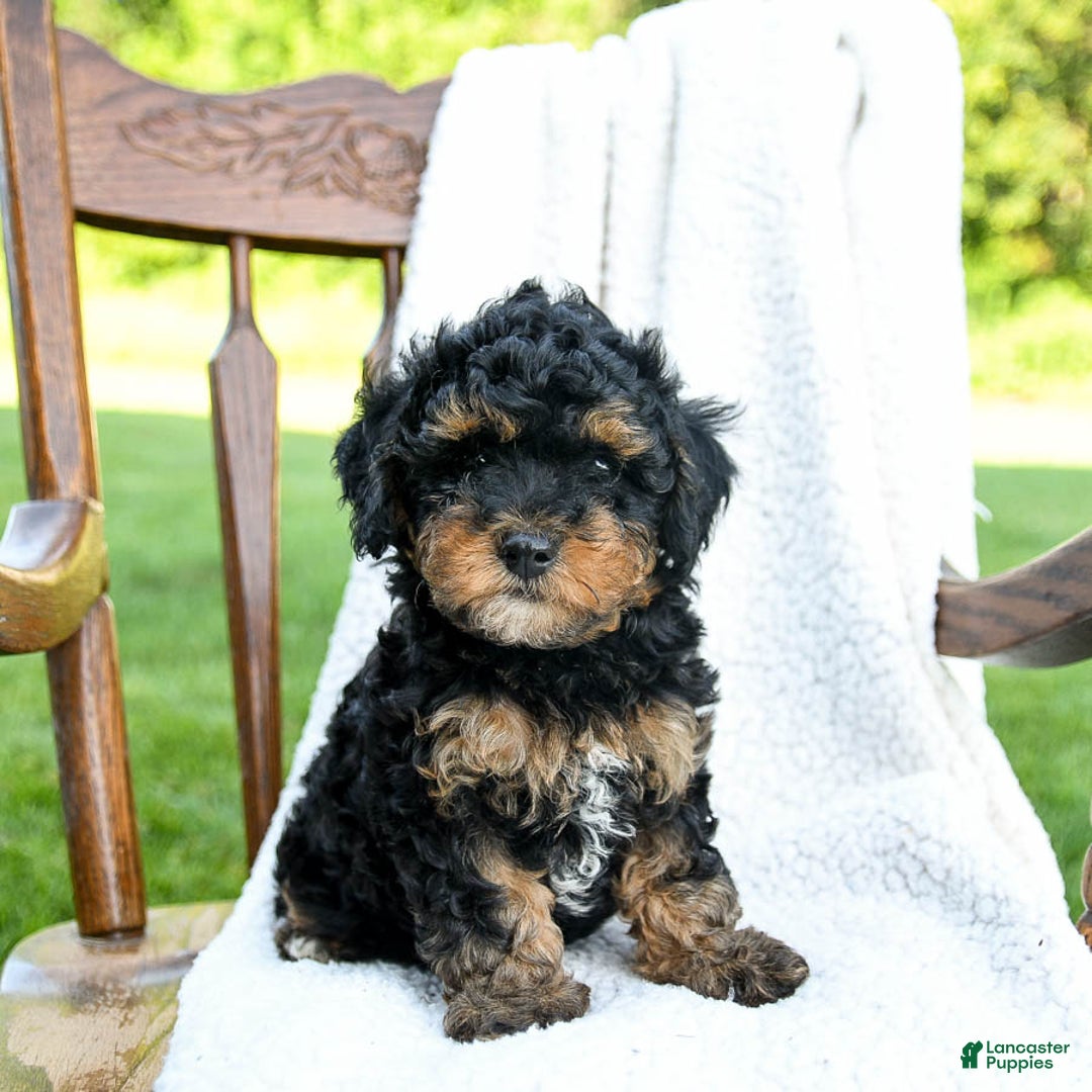 Havapoo dogs for sale: Peanut - Image 1